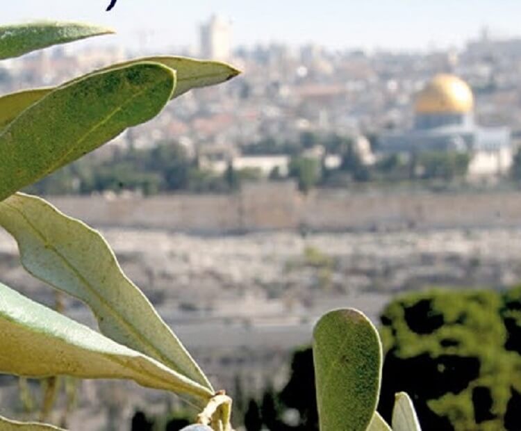 עץ זית בירושלים, כשברקע כיפת הזהב