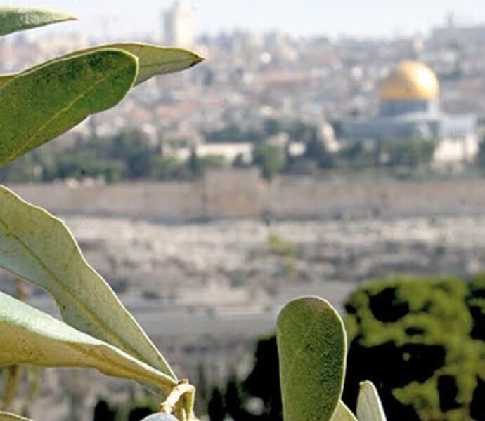 עץ זית בירושלים, כשברקע כיפת הזהב